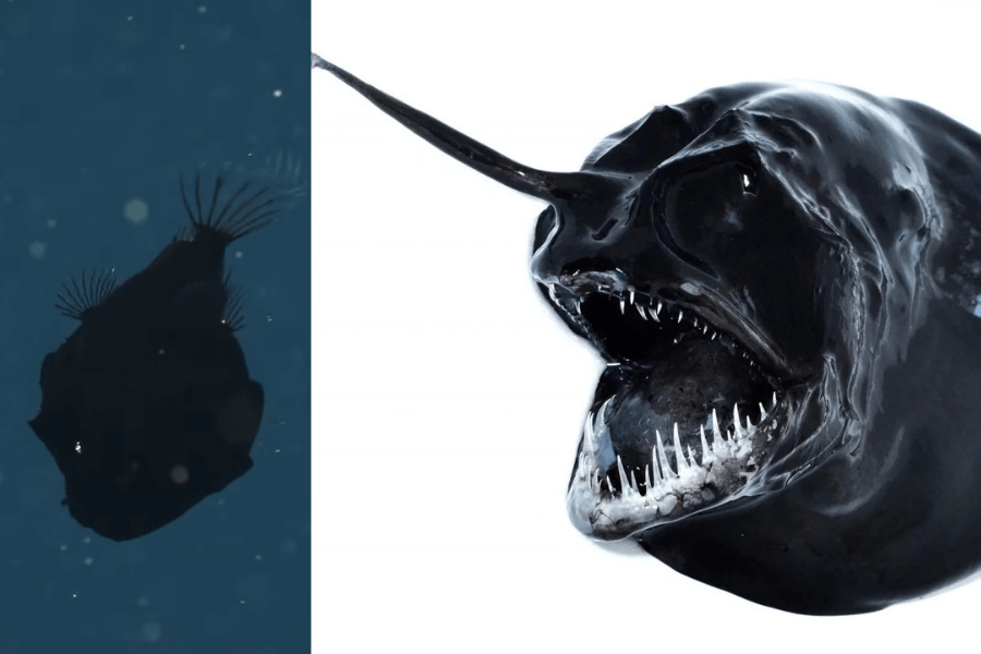 The image shows a menacing deep-sea anglerfish with a dark, round body, razor-sharp teeth, and a bioluminescent lure protruding from its head, set against both a deep ocean background and a stark white close-up.