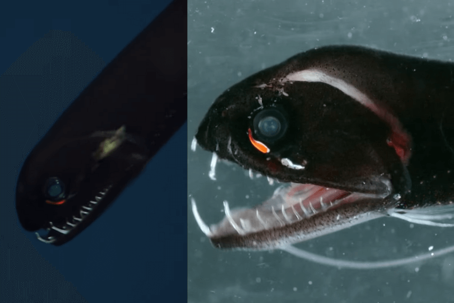 The image shows a deep-sea dragonfish with a sleek, dark body, glowing red photophores near its large eyes, and sharp, needle-like teeth, captured against both a deep ocean background and a close-up view.