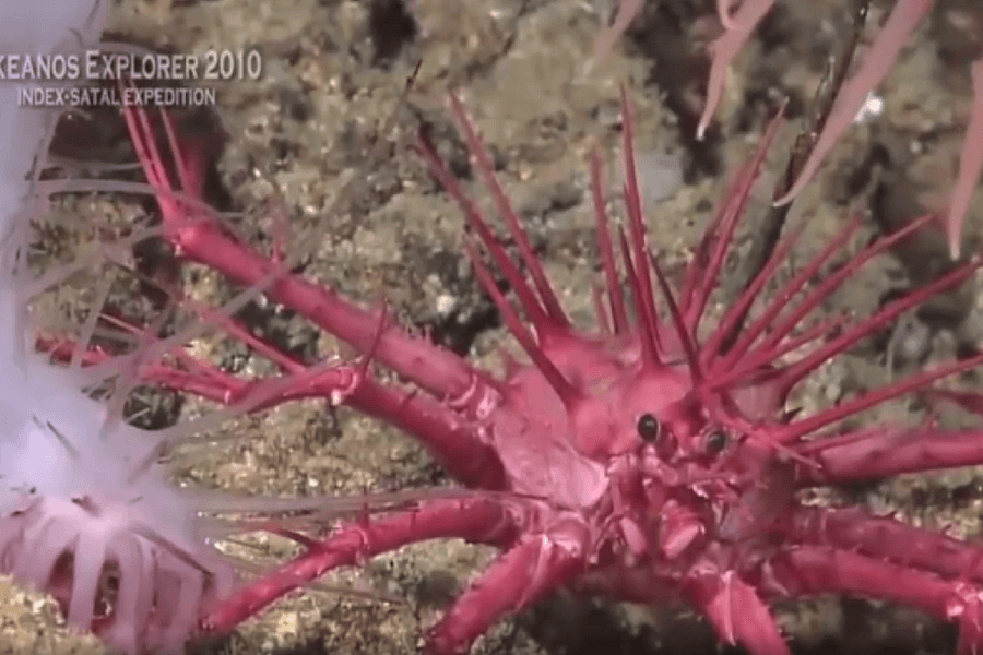 The image shows a vibrant pink spiny crab with sharp, protruding spikes covering its body and legs, sitting on the ocean floor among soft coral and marine debris during an underwater exploration.