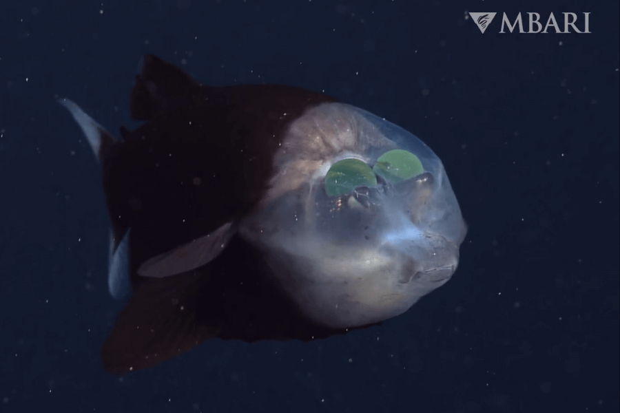 The image shows a barreleye fish with a transparent, dome-like head revealing its bright green, upward-facing tubular eyes, floating in the dark ocean depths captured by MBARI.