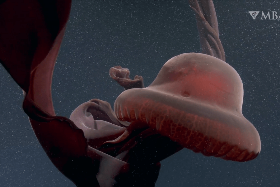 The image shows a striking deep-sea jellyfish with a large, dome-shaped, translucent red bell and flowing, ribbon-like appendages gracefully suspended in the dark ocean, surrounded by tiny particles in the water.