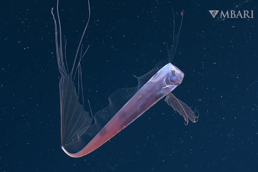 The image shows a graceful deep-sea ribbonfish with a long, thin, reflective body, flowing fin appendages, and trailing, delicate filaments, floating elegantly in the dark ocean waters.