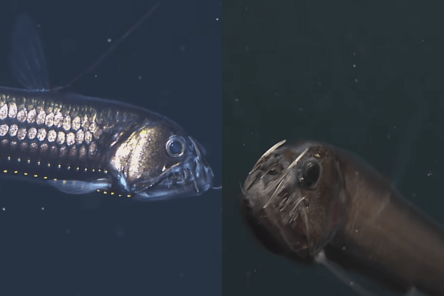 The image shows two views of deep-sea fish: one with a shimmering, scaly body and glowing photophores along its side, and the other with a dark, slender body and sharp, fang-like teeth in a close-up view.