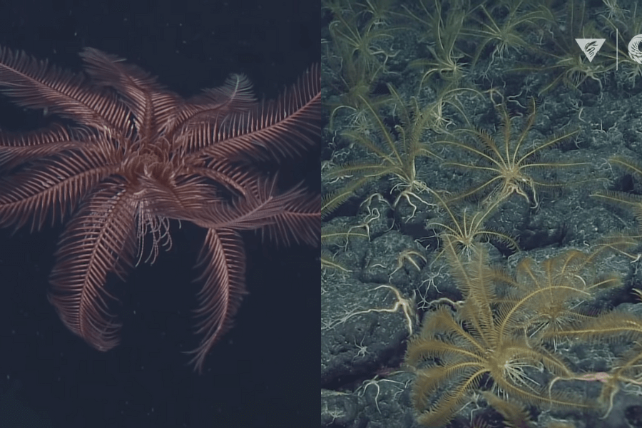 The image shows delicate, feather-like crinoids: one captured close-up with its intricate, branching arms floating in the water, and a field of similar crinoids spread across the rocky seafloor in the background.