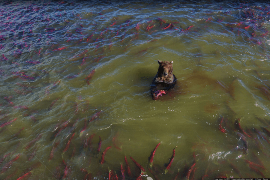 This image captures a bear standing in a river teeming with bright red salmon. The bear is holding one of the fish, possibly eating or preparing to eat it, while surrounded by dozens of other salmon swimming nearby.