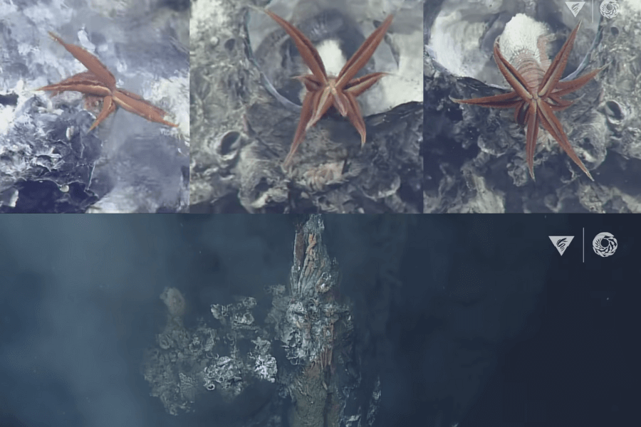 The image shows a vibrant, red-orange deep-sea starfish with elongated arms perched on a rocky surface near hydrothermal vents, alongside a wide view of towering, smoke-emitting chimneys in the dark ocean depths.