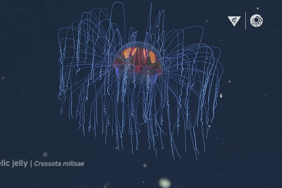 The image shows a stunning deep-sea jellyfish with a glowing orange and red bell surrounded by a multitude of long, delicate, blue trailing tentacles, gracefully drifting in the dark ocean waters.