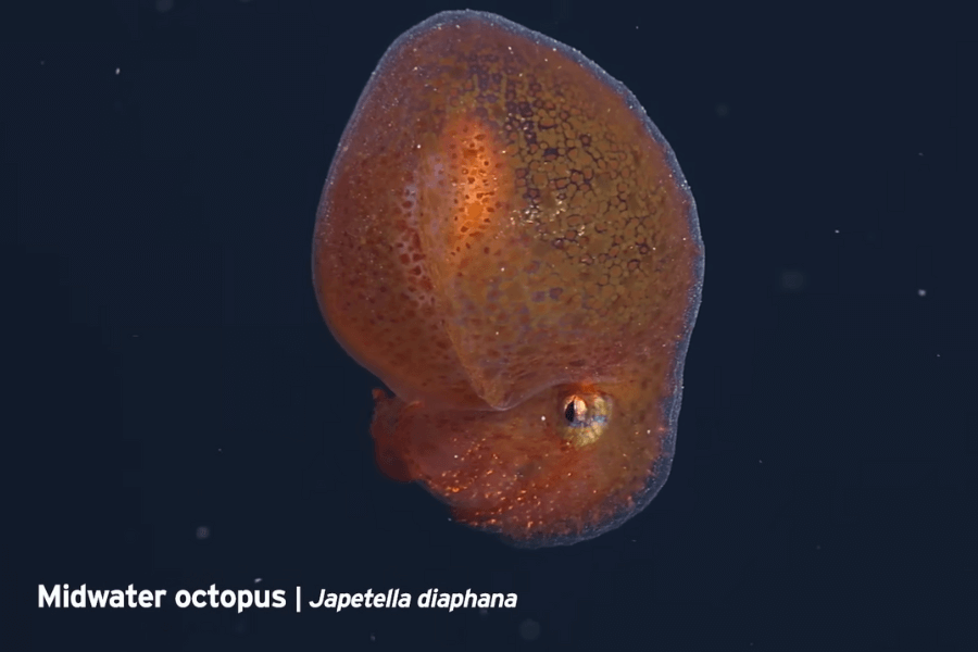 The image shows a small, translucent midwater octopus, **Japetella diaphana**, with a vibrant orange, textured body and a large reflective eye, gracefully floating in the dark ocean depths.