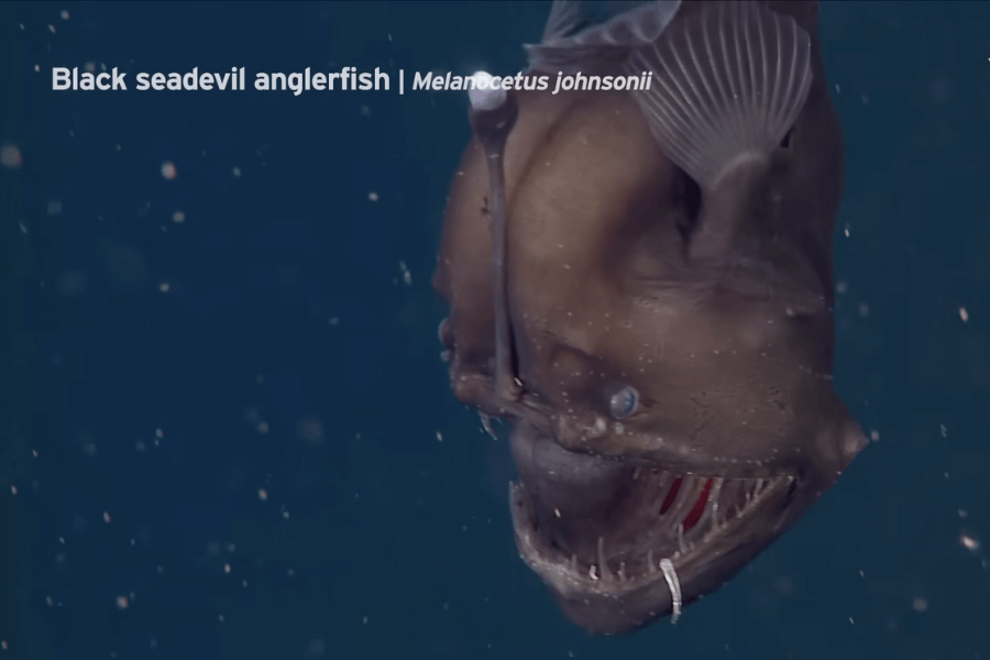 The image shows a menacing **Black Seadevil Anglerfish** (*Melanocetus johnsonii*) with a round, dark body, sharp, needle-like teeth, and a glowing bioluminescent lure extending from its head, floating in the dark ocean depths.