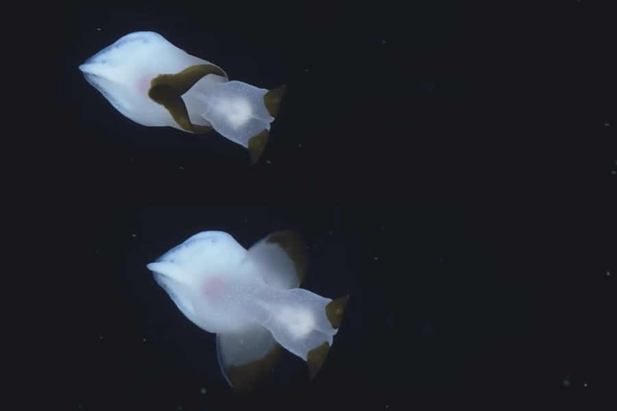 The image shows a translucent, ghostly **Dumbo octopus** with wing-like fins resembling ears and a rounded, gelatinous body, gracefully gliding through the dark ocean waters.