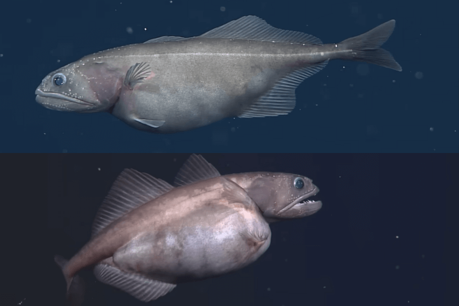 The image shows two views of a deep-sea fish with a stout body, large reflective eyes, and slightly protruding jaws, floating motionlessly in the dark ocean depths.