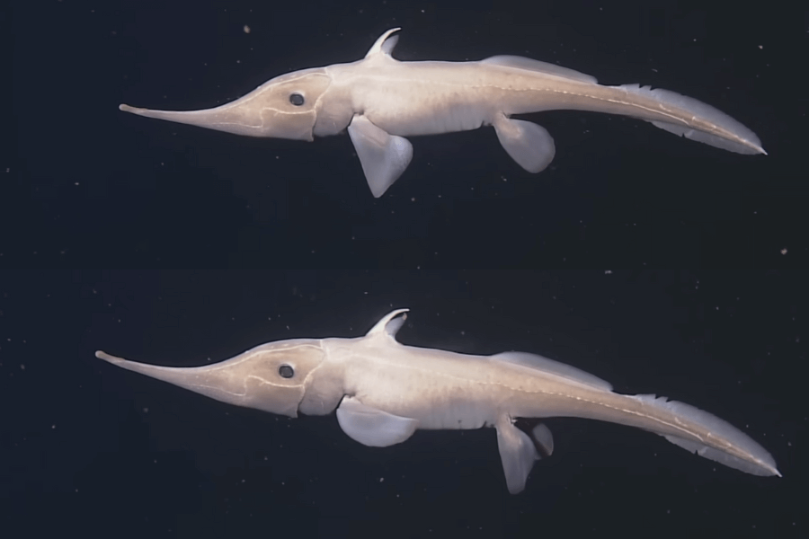 The image shows a deep-sea goblin shark with a long, pointed snout, pale body, and elongated tail fins, gracefully swimming through the dark ocean depths.