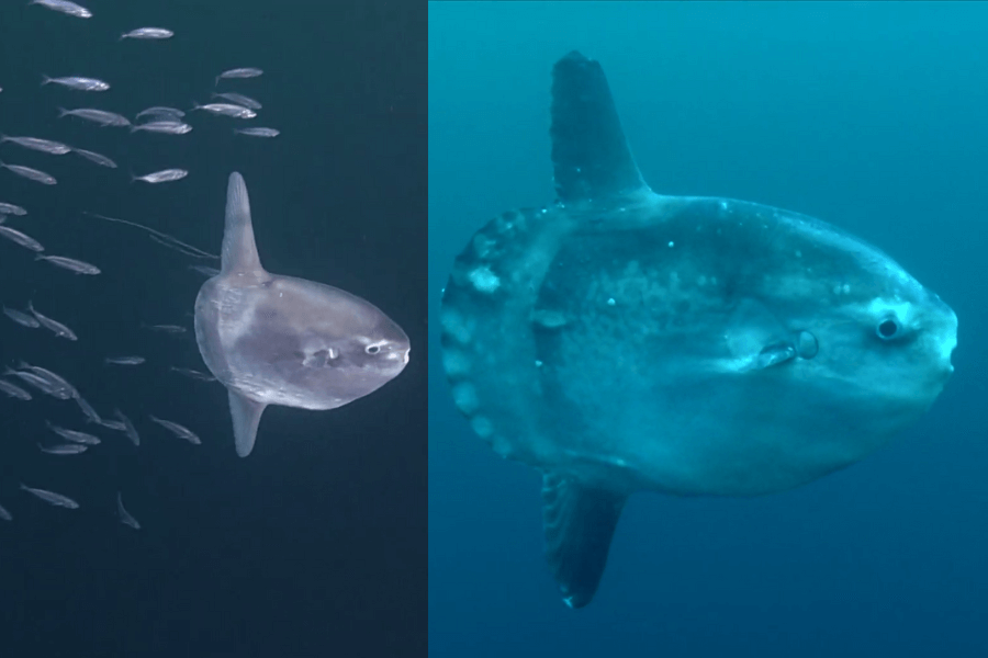 The image shows a large, peculiar ocean sunfish (Mola mola) with its flat, rounded body and tiny fins, swimming alongside a school of fish in the open ocean.