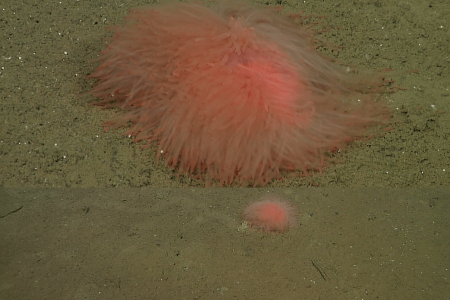 The image shows a vibrant pink, fluffy sea anemone-like creature with soft, flowing tentacles spread out on the sandy ocean floor, resembling a glowing underwater bloom.