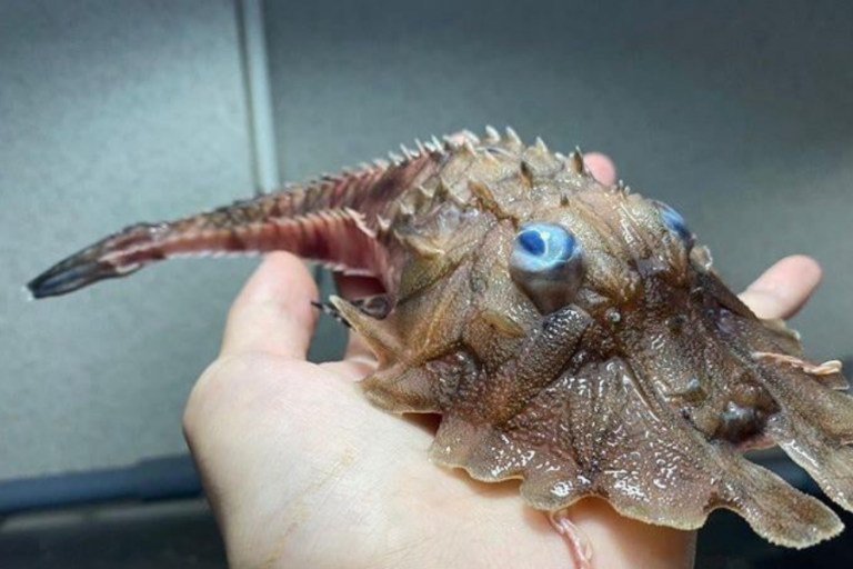 The image shows a bizarre deep-sea creature with spiky, armored skin, large bulbous blue eyes, a flattened body, and an elongated tail, being held in someone's hand for scale.