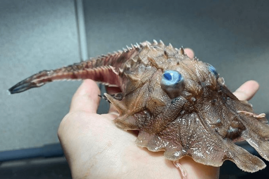 The image shows a bizarre deep-sea creature with spiky, armored skin, large bulbous blue eyes, a flattened body, and an elongated tail, being held in someone's hand for scale.