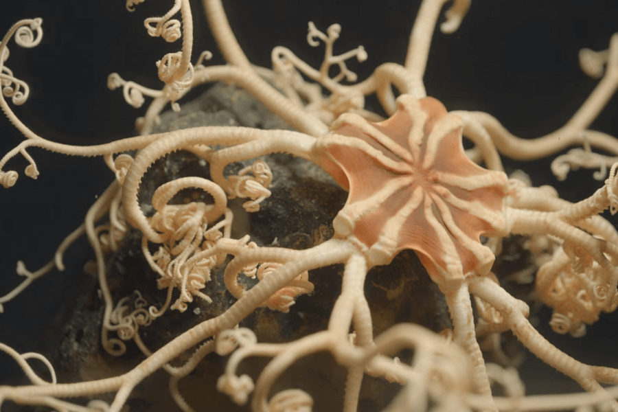 The image shows a beautifully intricate basket star with a central orange disc and numerous branching, curled, and delicate beige arms, resembling an organic, living piece of underwater art.