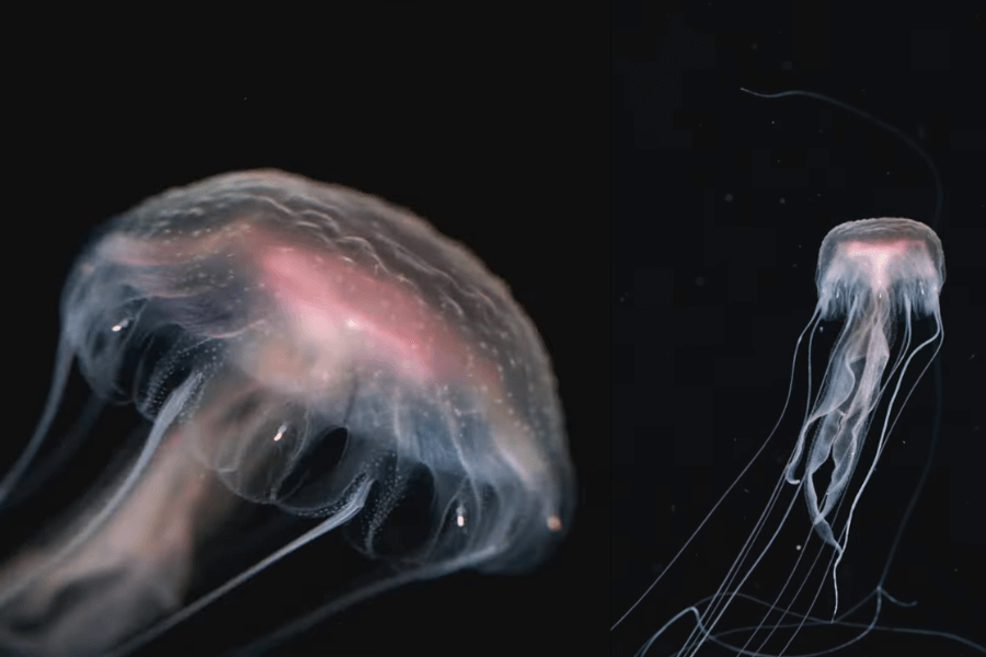 The image shows a glowing jellyfish with a translucent, dome-shaped body tinged with pink and long, flowing tentacles, drifting gracefully in the dark ocean depths.