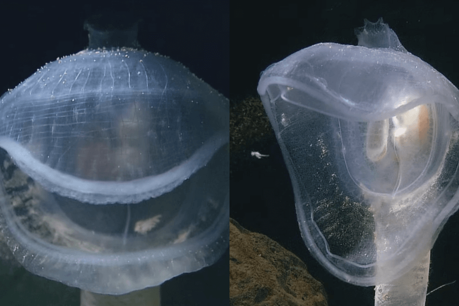 The image shows a translucent, bell-shaped sea creature resembling a ghostly veil, softly illuminated in the deep, dark ocean.