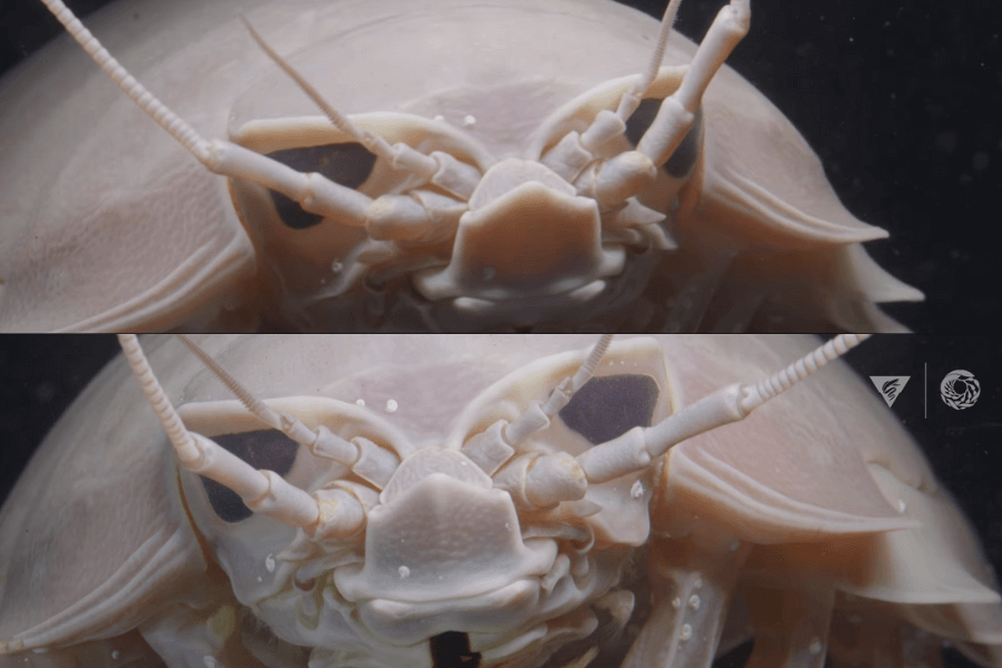 The image shows a close-up view of a giant isopod, a deep-sea crustacean with a segmented shell, large antennae, and prominent black eyes.