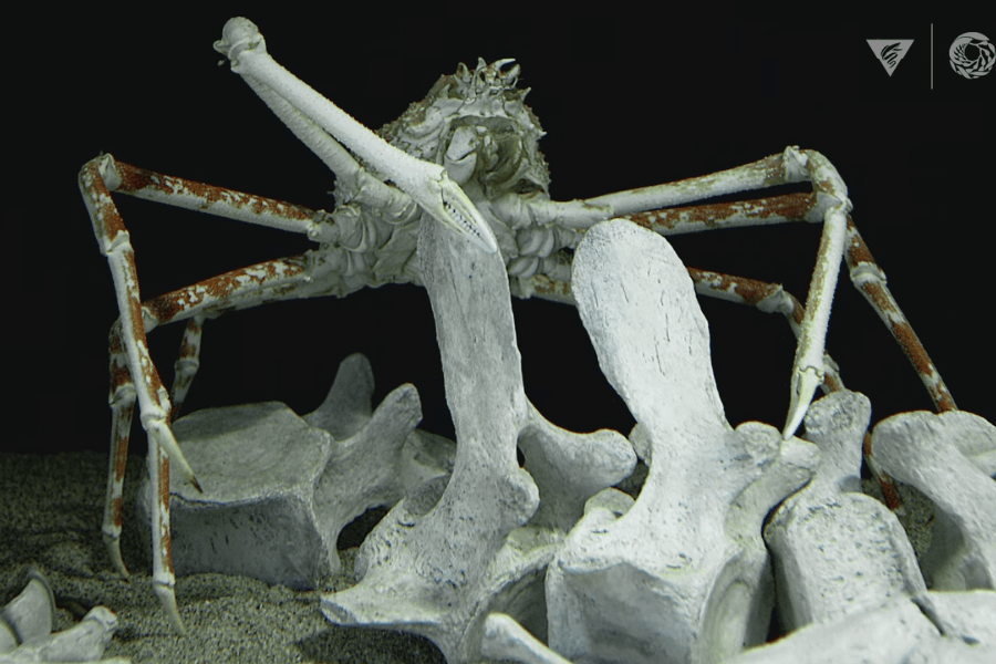 The image shows a large, spindly deep-sea spider crab perched on skeletal remains, with its long legs extending over the bones, creating an eerie scene in the darkness.