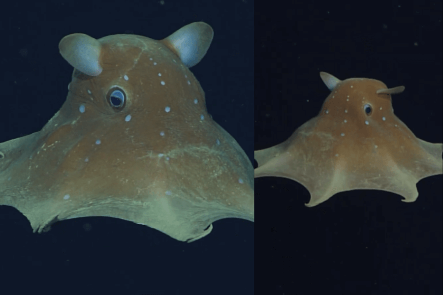 The image shows a Dumbo octopus, a deep-sea creature with flappy, umbrella-like fins resembling ears, floating gracefully in the dark ocean waters.