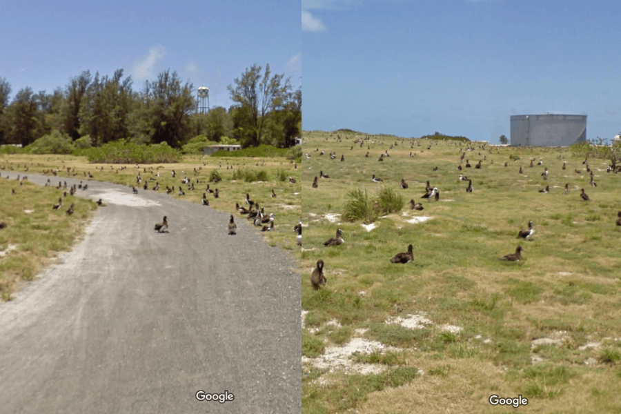 This image shows a field and pathway covered with numerous birds, likely seabirds, resting on the ground in a grassy, open area with scattered patches of sand. A water tower and a large storage tank can be seen in the background, suggesting the location is near a coastal or island area, possibly a wildlife sanctuary or a remote habitat for these birds.