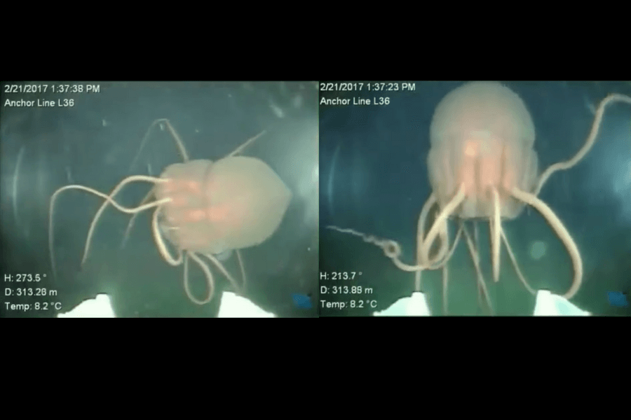 The image shows a deep-sea jellyfish-like creature with a bulbous, dome-shaped body and numerous long, flowing tentacles captured in murky water, with depth and temperature data displayed on the screen.