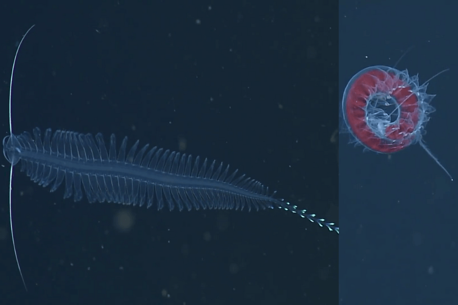 The image shows a transparent, feather-like sea creature with delicate fins and antenna-like structures on the left, alongside a circular, red, jellyfish-like organism with intricate translucent frills on the right, both floating in the deep ocean.