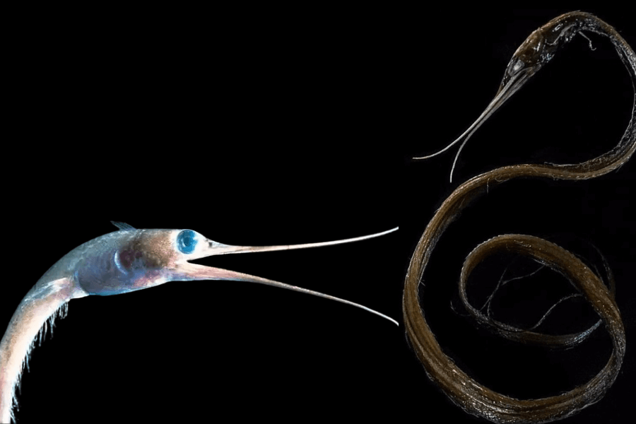 The image shows a deep-sea creature: one on the left with a slender body, large glowing blue eyes, and long needle-like snouts, and another on the right is its preserved skeletal form.