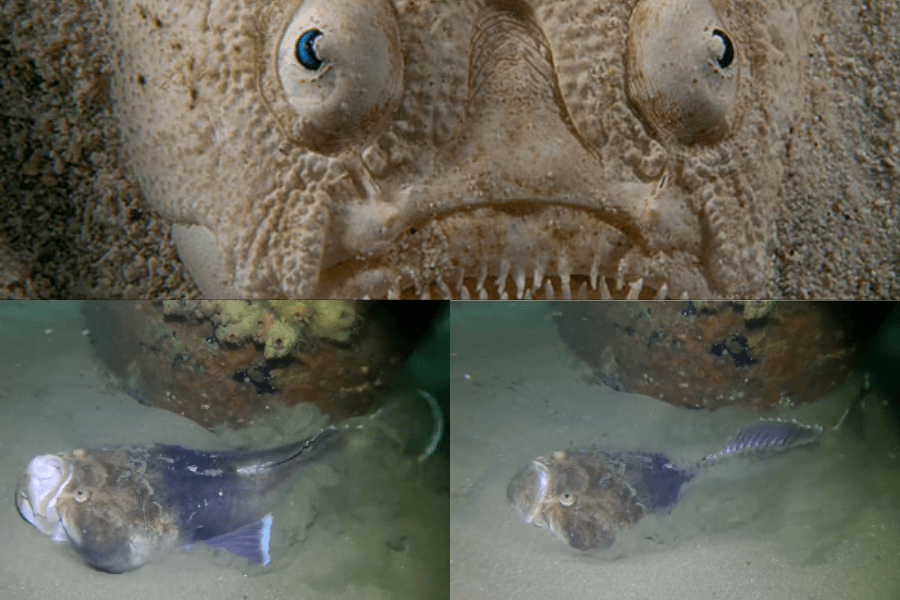 The image shows a creepy flatfish with upward-facing eyes and sharp teeth partially buried in sand in the top panel, and its full body, dark and elongated, resting on the seabed in the lower panels.