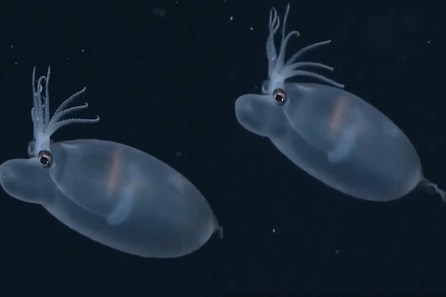 The image shows a translucent, jelly-like squid with a bulbous body, large reflective eyes, and short, curled tentacles, gracefully floating in the dark depths of the ocean.