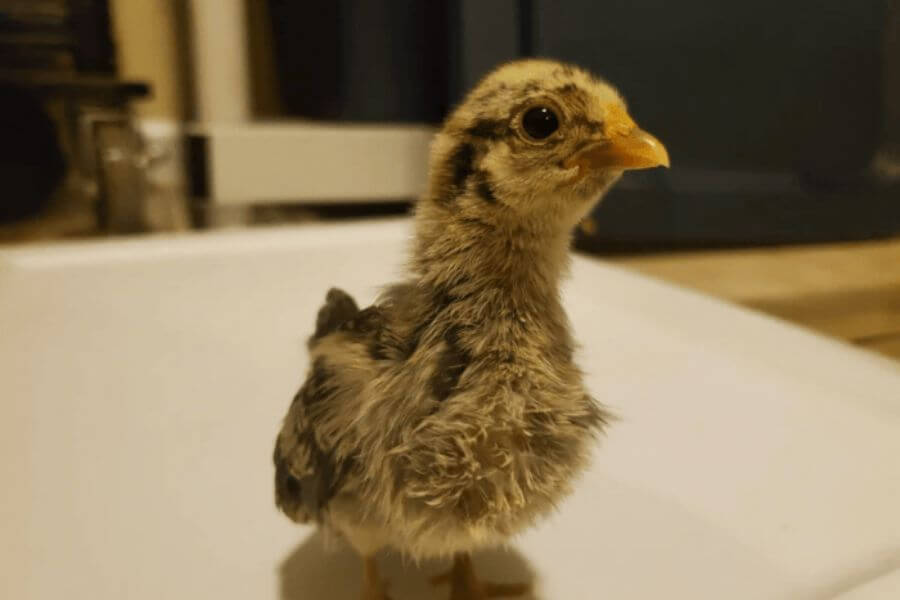 baby chicken