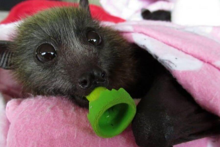 baby bat