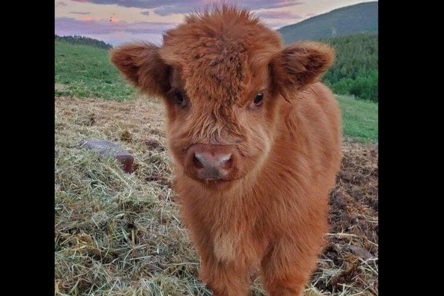 baby cow