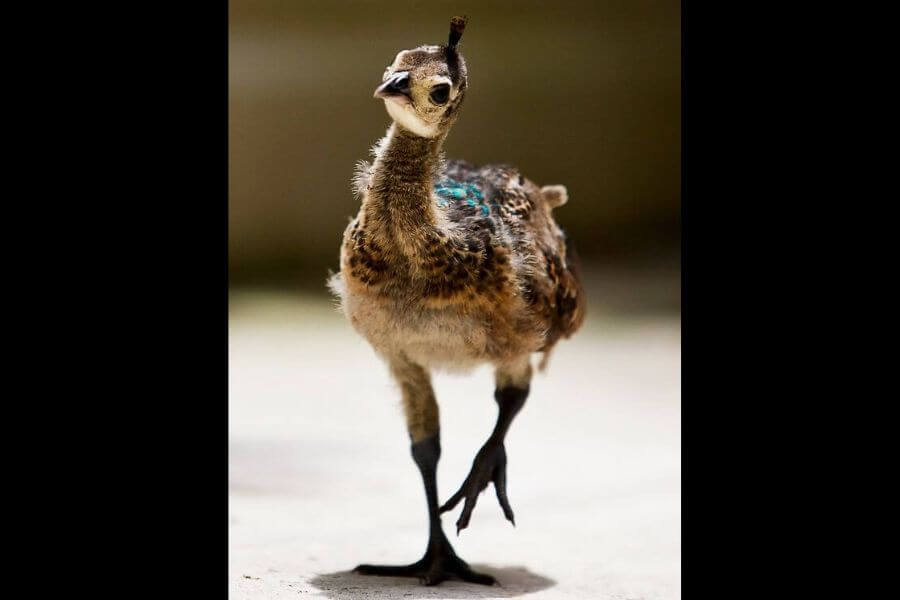 baby peackock