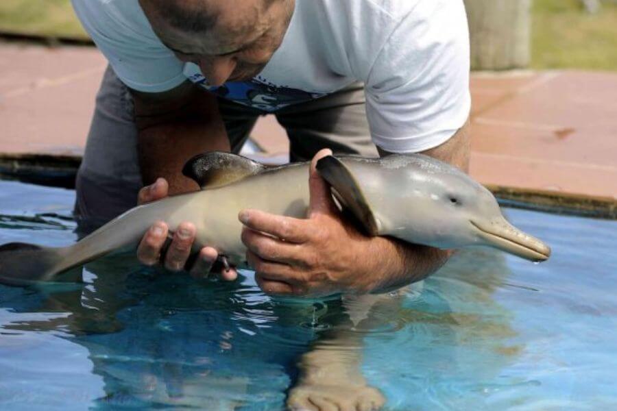 baby dolphin