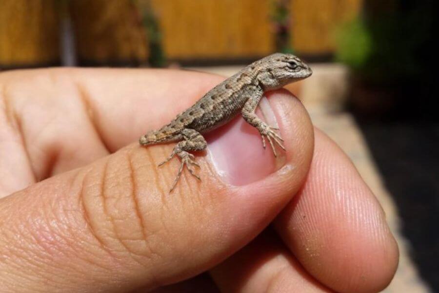 baby lizard