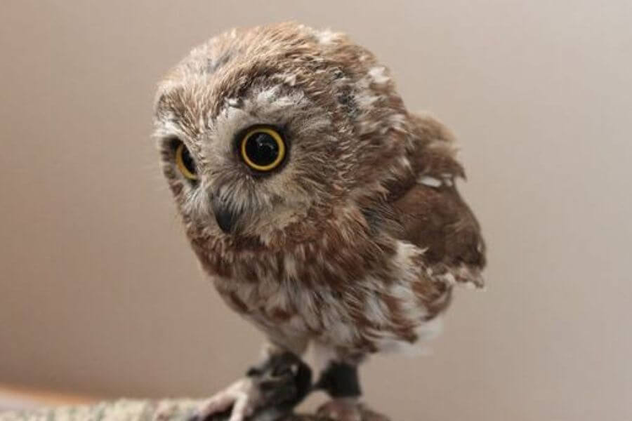 baby owl