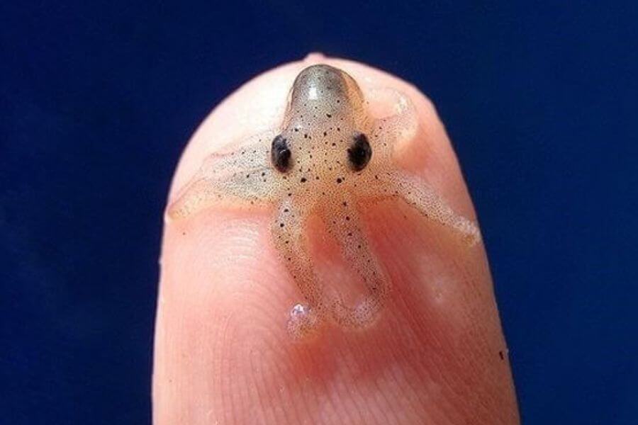 tiny baby octopus