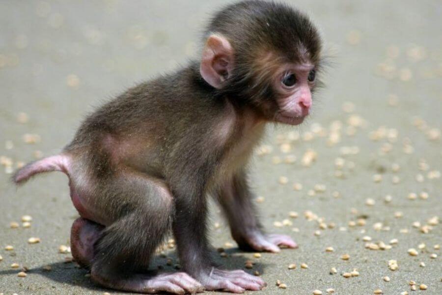 baby monkey