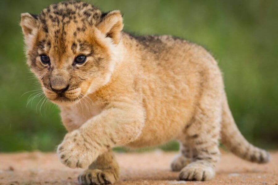 lion cub