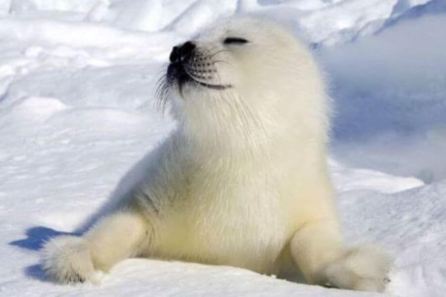 baby seal 