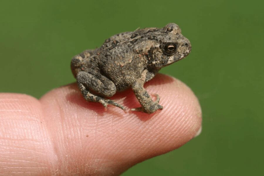 baby toad