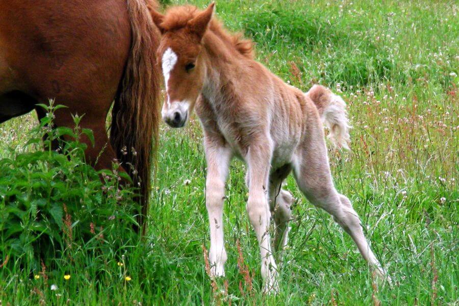 baby horse