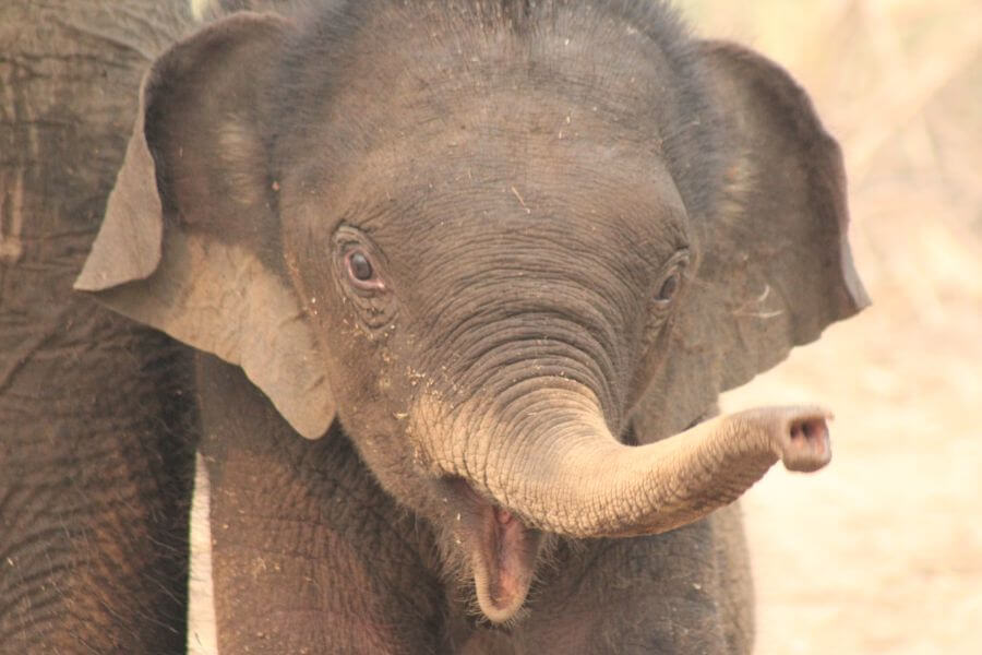 baby elephant