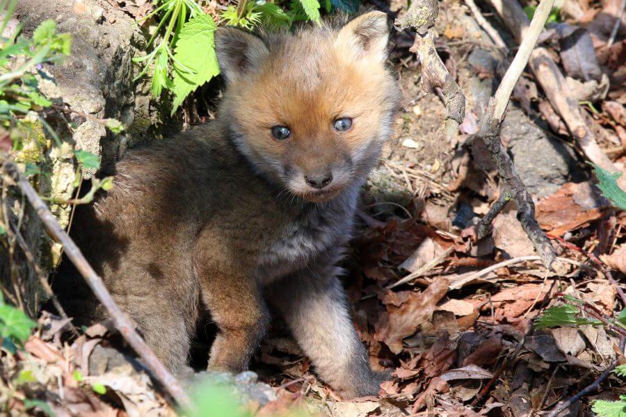 baby fox