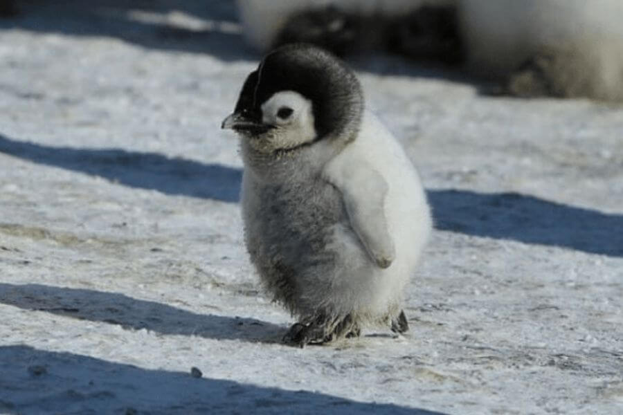 baby penguin