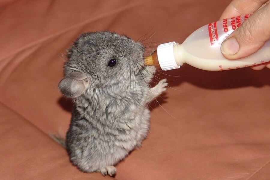 baby chinchilla