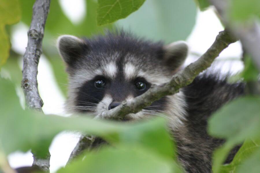 baby raccoon